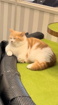 猫カフェモカ　アルシェ大宮店に投稿された画像（2024/8/30）