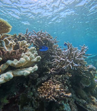 西表島 ADVENTURE PiPi（アドベンチャーピピ）に投稿された画像（2024/8/30）