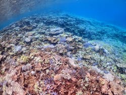 Cheerful 宮古島(チアフル)に投稿された画像（2024/8/26）