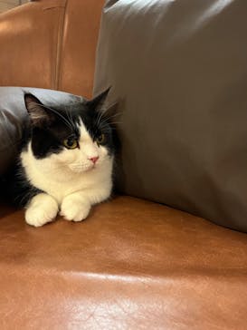 猫カフェモカ　池袋東口店に投稿された画像（2024/8/30）