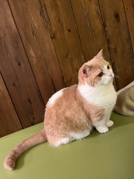 猫カフェモカ　池袋東口店に投稿された画像（2024/8/30）