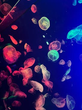 名古屋港水族館に投稿された画像（2024/8/30）