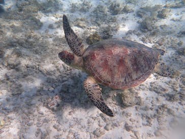 nico 宮古島に投稿された画像（2024/8/30）