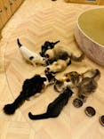 猫カフェモカ　名古屋則武新町店に投稿された画像（2024/8/30）