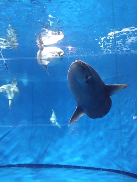 アクアワールド茨城県大洗水族館に投稿された画像（2024/8/30）