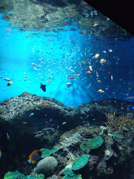 アクアワールド茨城県大洗水族館に投稿された画像（2024/8/30）