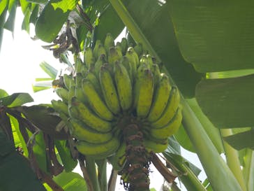 おきなわワールドに投稿された画像（2024/8/30）