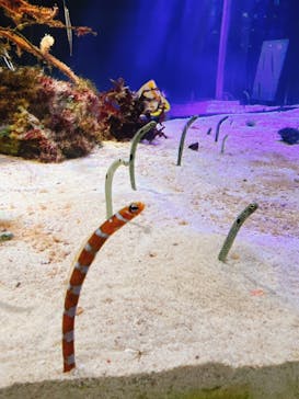 名古屋港水族館に投稿された画像（2024/8/30）