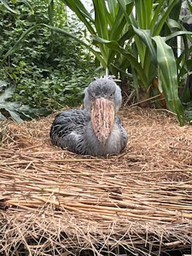 神戸どうぶつ王国に投稿された画像（2024/8/30）