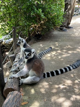 神戸どうぶつ王国に投稿された画像（2024/8/30）