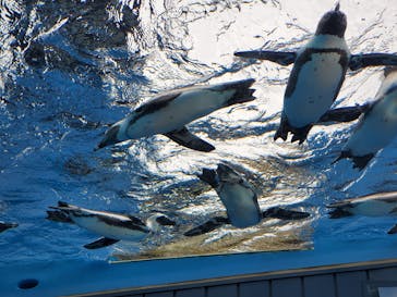サンシャイン水族館に投稿された画像（2024/8/31）