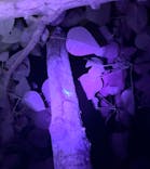 西表島 ADVENTURE PiPi（アドベンチャーピピ）に投稿された画像（2024/8/31）