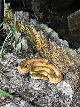 西表島 ADVENTURE PiPi（アドベンチャーピピ）に投稿された画像（2024/8/31）