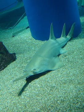 マクセル アクアパーク品川に投稿された画像（2024/8/31）