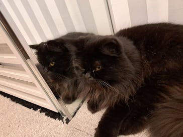 猫カフェモカ　アルシェ大宮店に投稿された画像（2024/8/31）