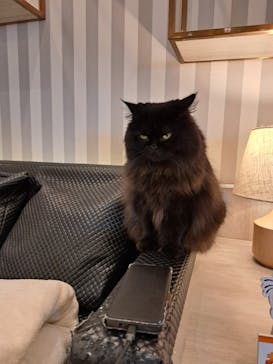 猫カフェモカ　アルシェ大宮店に投稿された画像（2024/8/31）