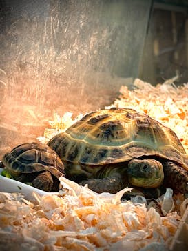 いきもの探検隊湘南に投稿された画像（2024/8/31）