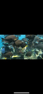 武藤潜水に投稿された画像（2024/8/31）