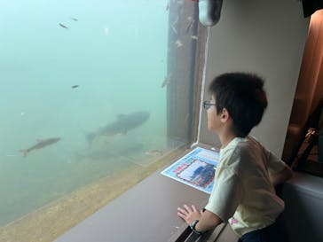 サケのふるさと 千歳水族館に投稿された画像（2024/8/31）