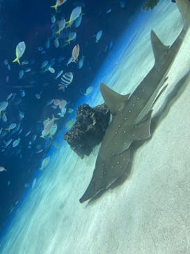 サンシャイン水族館に投稿された画像（2024/8/31）