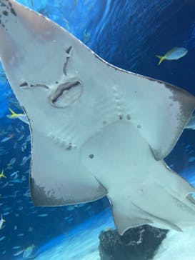 サンシャイン水族館に投稿された画像（2024/8/31）