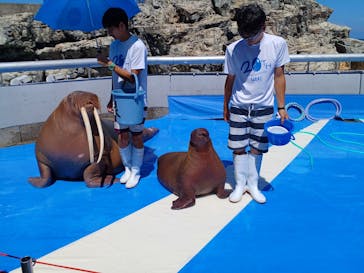 大分マリーンパレス水族館 「うみたまご」に投稿された画像（2024/8/31）