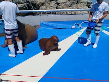 大分マリーンパレス水族館 「うみたまご」に投稿された画像（2024/8/31）