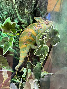 いきもの探検隊上尾に投稿された画像（2024/8/31）