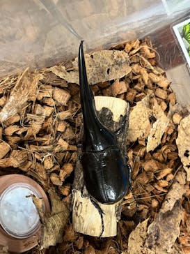 いきもの探検隊上尾に投稿された画像（2024/8/31）