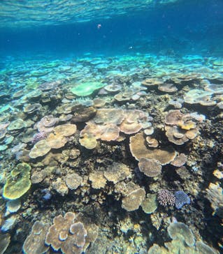 西表島 ADVENTURE PiPi（アドベンチャーピピ）に投稿された画像（2024/8/31）