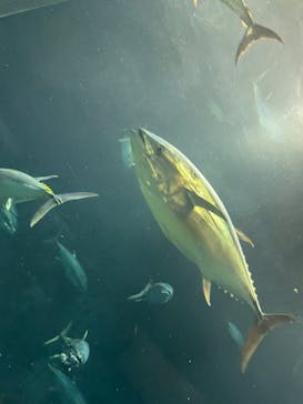 葛西臨海水族園に投稿された画像（2024/8/31）