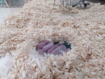 いきもの探検隊上尾に投稿された画像（2024/8/31）