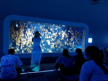 新江ノ島水族館に投稿された画像（2024/8/31）