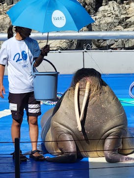 大分マリーンパレス水族館 「うみたまご」に投稿された画像（2024/8/31）
