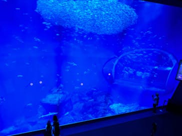 アクアワールド茨城県大洗水族館に投稿された画像（2024/8/31）
