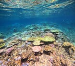 西表島 ADVENTURE PiPi（アドベンチャーピピ）に投稿された画像（2024/8/31）