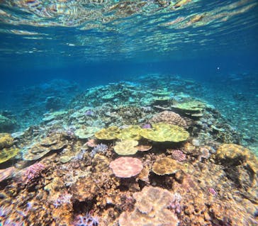 西表島 ADVENTURE PiPi（アドベンチャーピピ）に投稿された画像（2024/8/31）