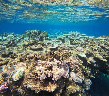 西表島 ADVENTURE PiPi（アドベンチャーピピ）に投稿された画像（2024/8/31）