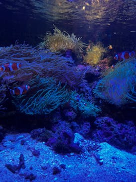 しながわ水族館に投稿された画像（2024/8/31）
