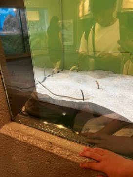 しながわ水族館に投稿された画像（2024/8/31）