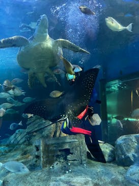 しながわ水族館に投稿された画像（2024/8/31）