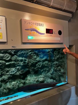 しながわ水族館に投稿された画像（2024/8/31）