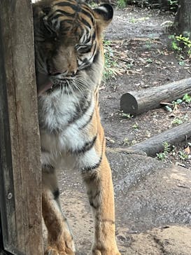 恩賜上野動物園に投稿された画像（2024/8/31）