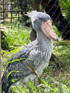 恩賜上野動物園に投稿された画像（2024/8/31）