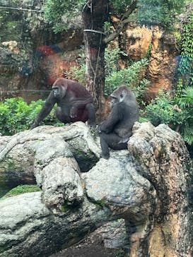 恩賜上野動物園に投稿された画像（2024/8/31）