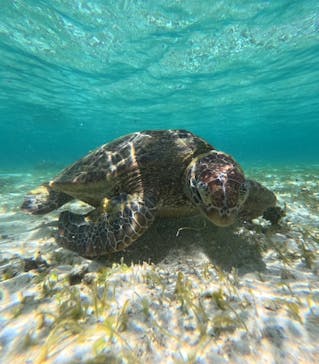 nico 宮古島に投稿された画像（2024/8/31）