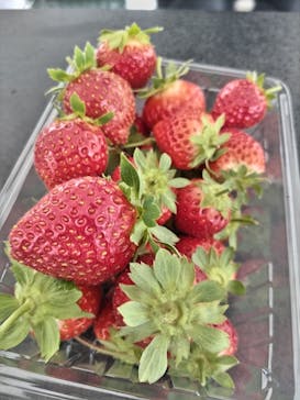 軽井沢ガーデンファームいちご園に投稿された画像（2024/8/31）