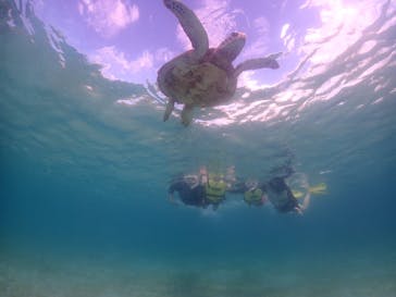 タビワク　宮古島に投稿された画像（2024/8/31）