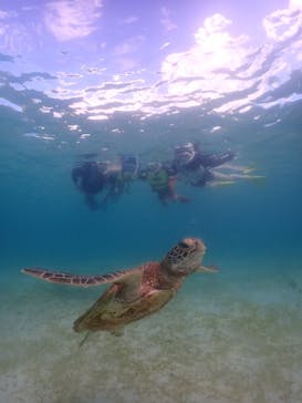 タビワク　宮古島に投稿された画像（2024/8/31）