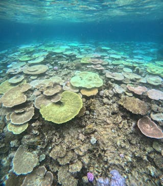 西表島 ADVENTURE PiPi（アドベンチャーピピ）に投稿された画像（2024/8/31）